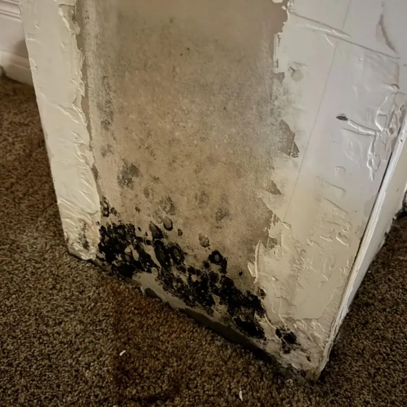 Professional Mold Removal in Mechanicsville, MD